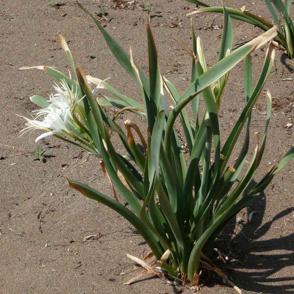 Pancratium maritimum - Lis de mer