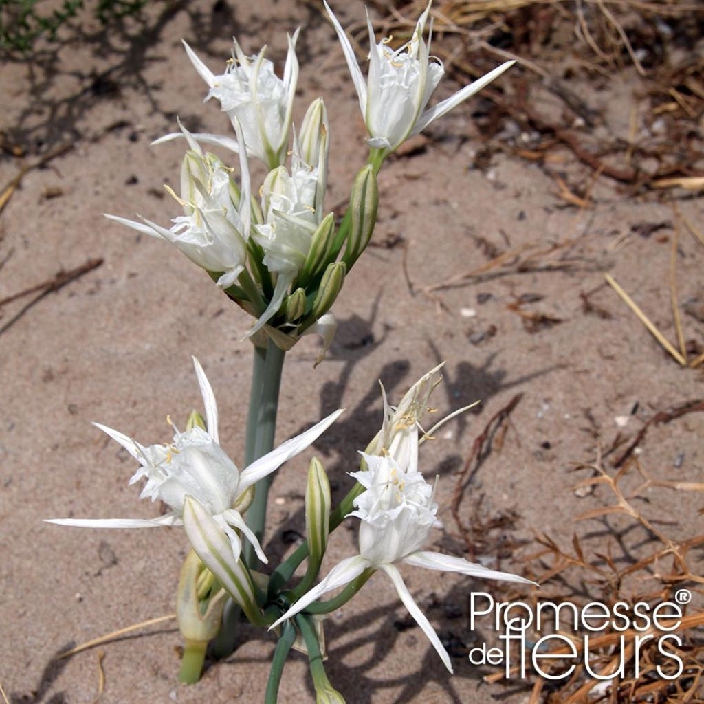 Pancratium maritimum - Lis de mer