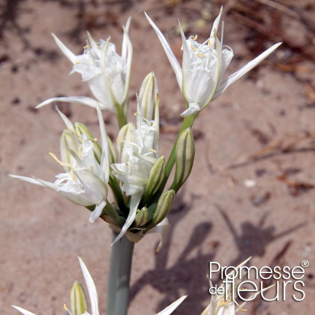 Pancratium maritimum - Lis de mer