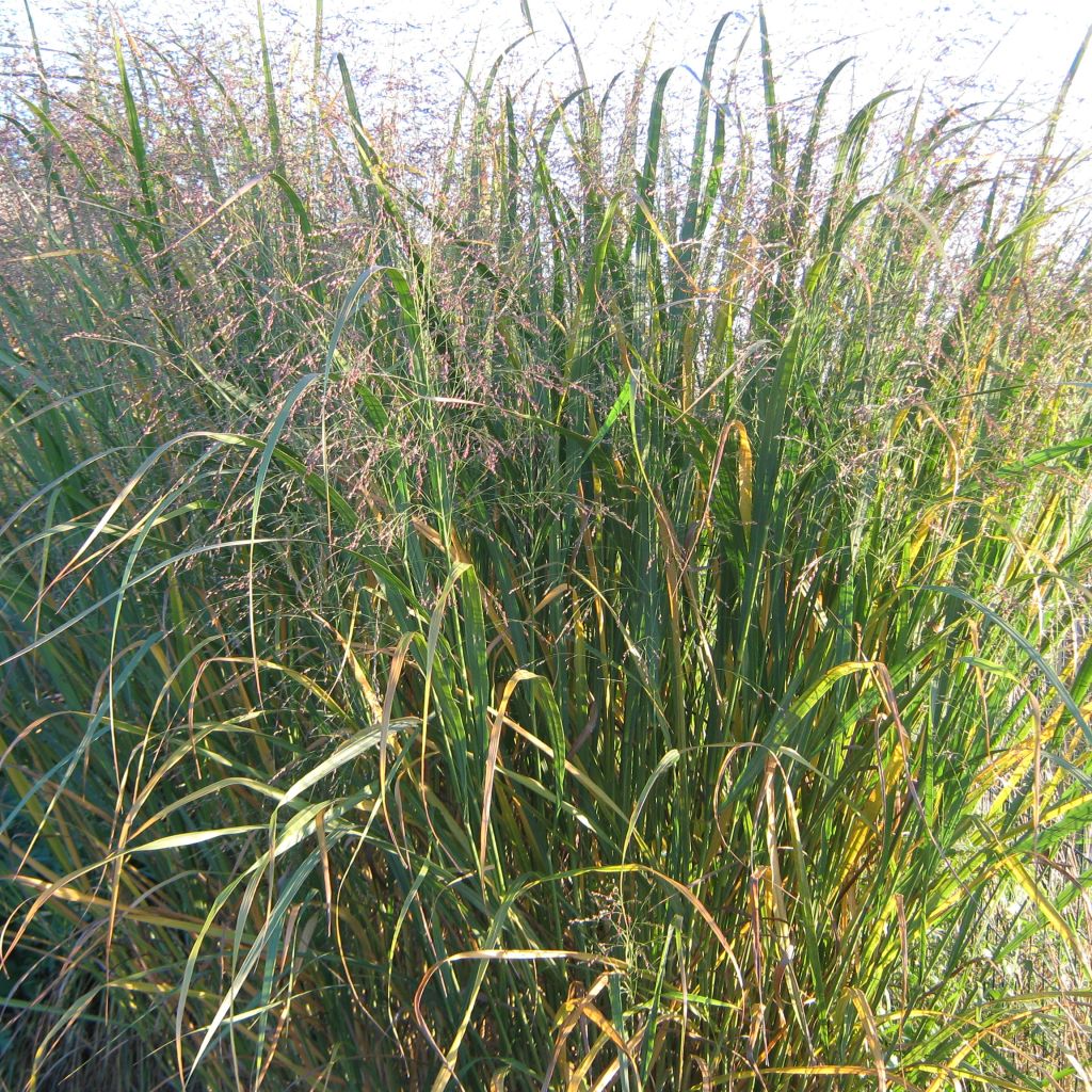 Panic érigé - Panicum virgatum Thundercloud 