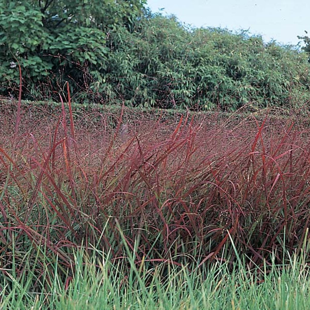 Panic érigé, Panicum virgatum Rotstrahlbusch