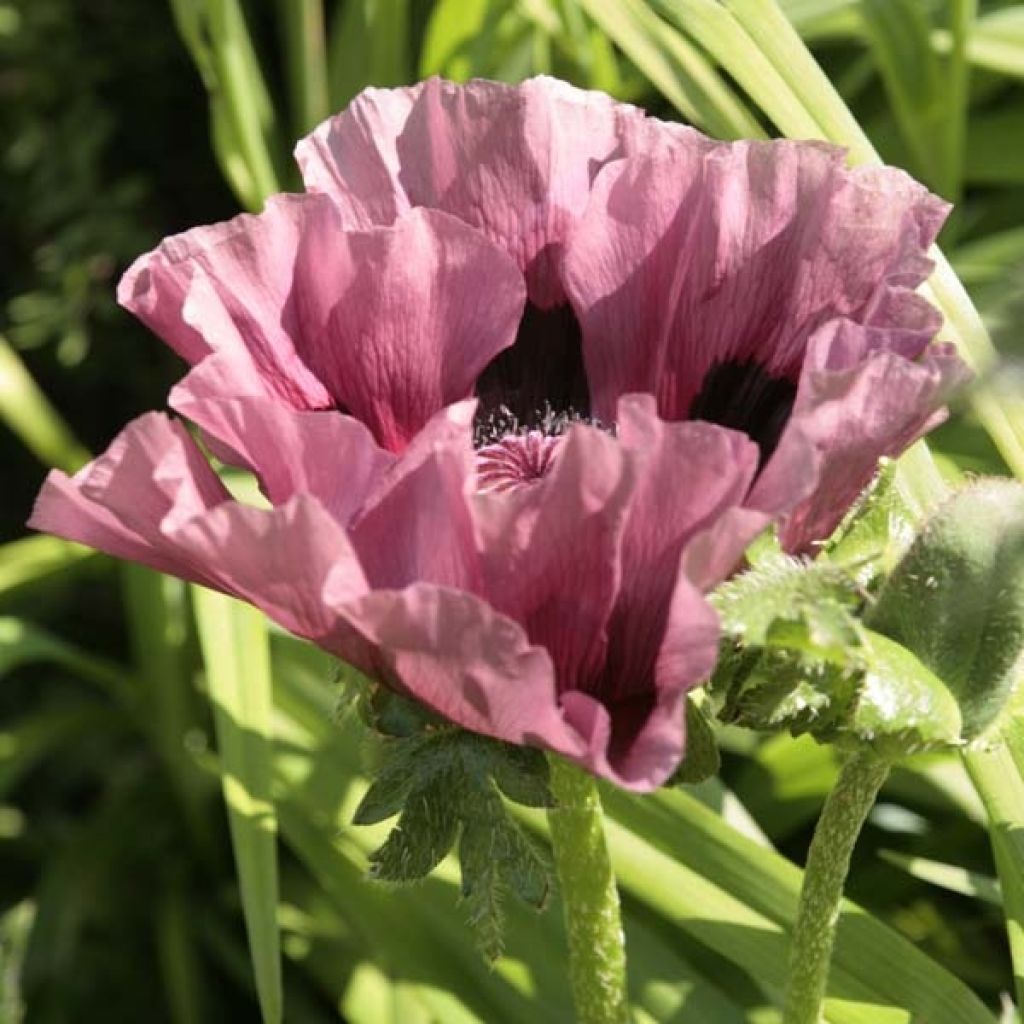 Pavot d Orient - Papaver orientale Patty s Plum