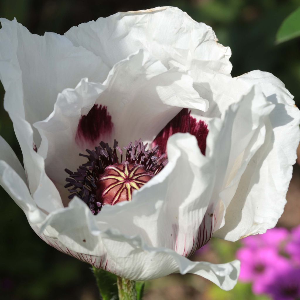 Pavot d'Orient - Papaver orientale Perry's White