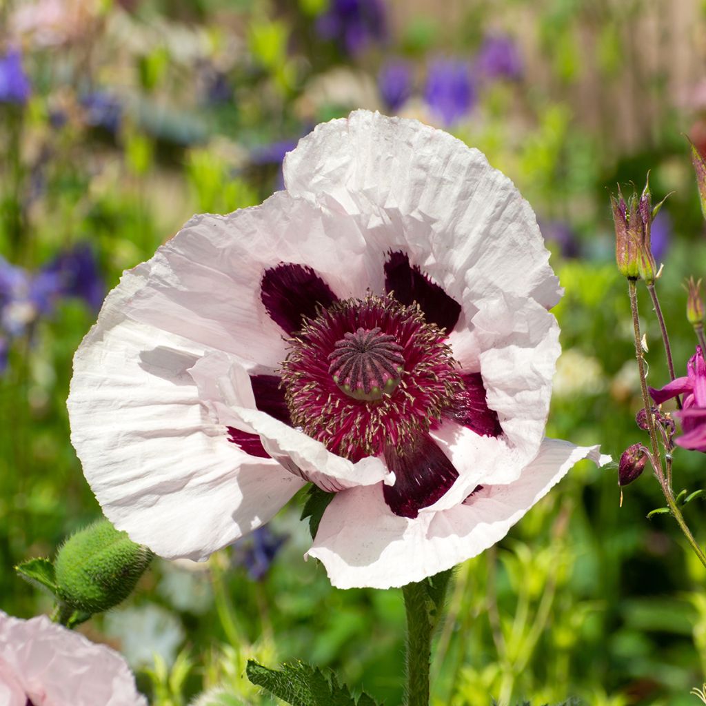 Pavot d'Orient Royal Wedding - Papaver orientale