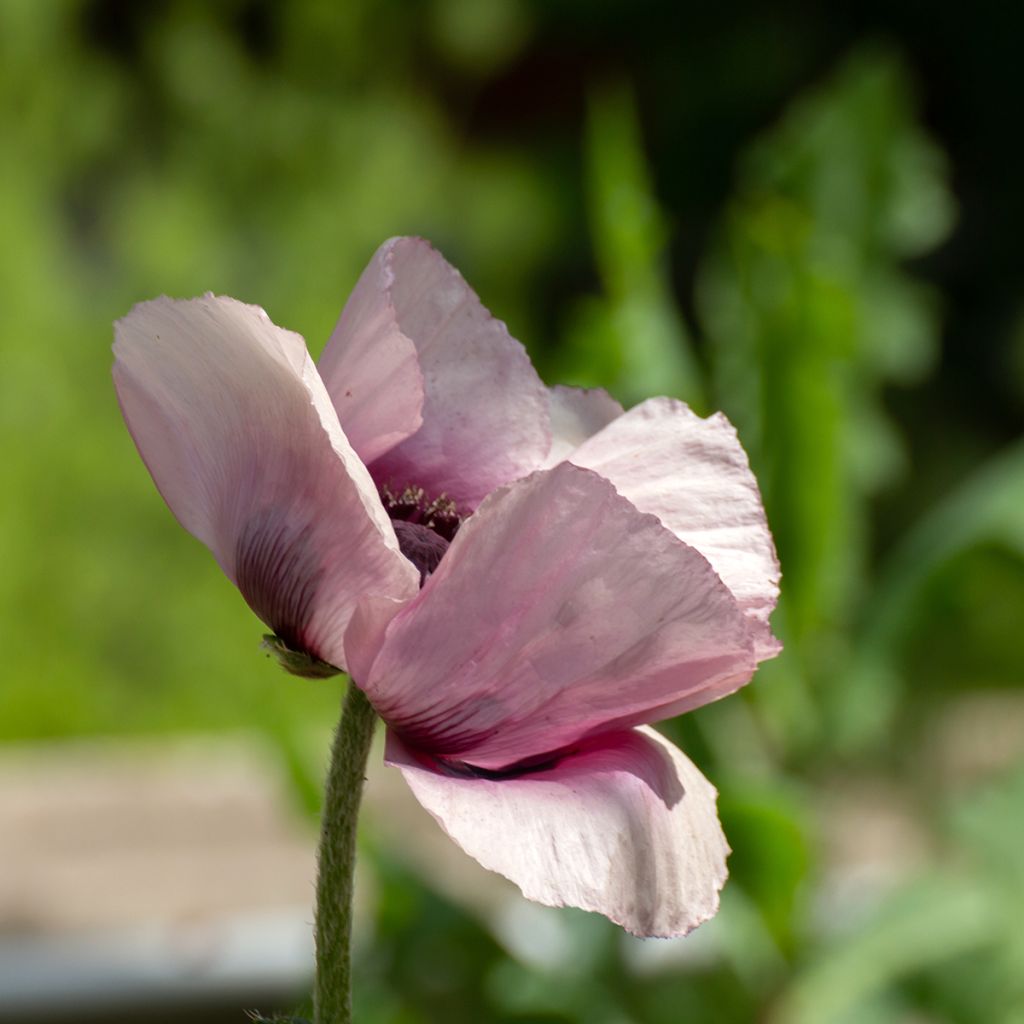 Pavot d'Orient Royal Wedding - Papaver orientale