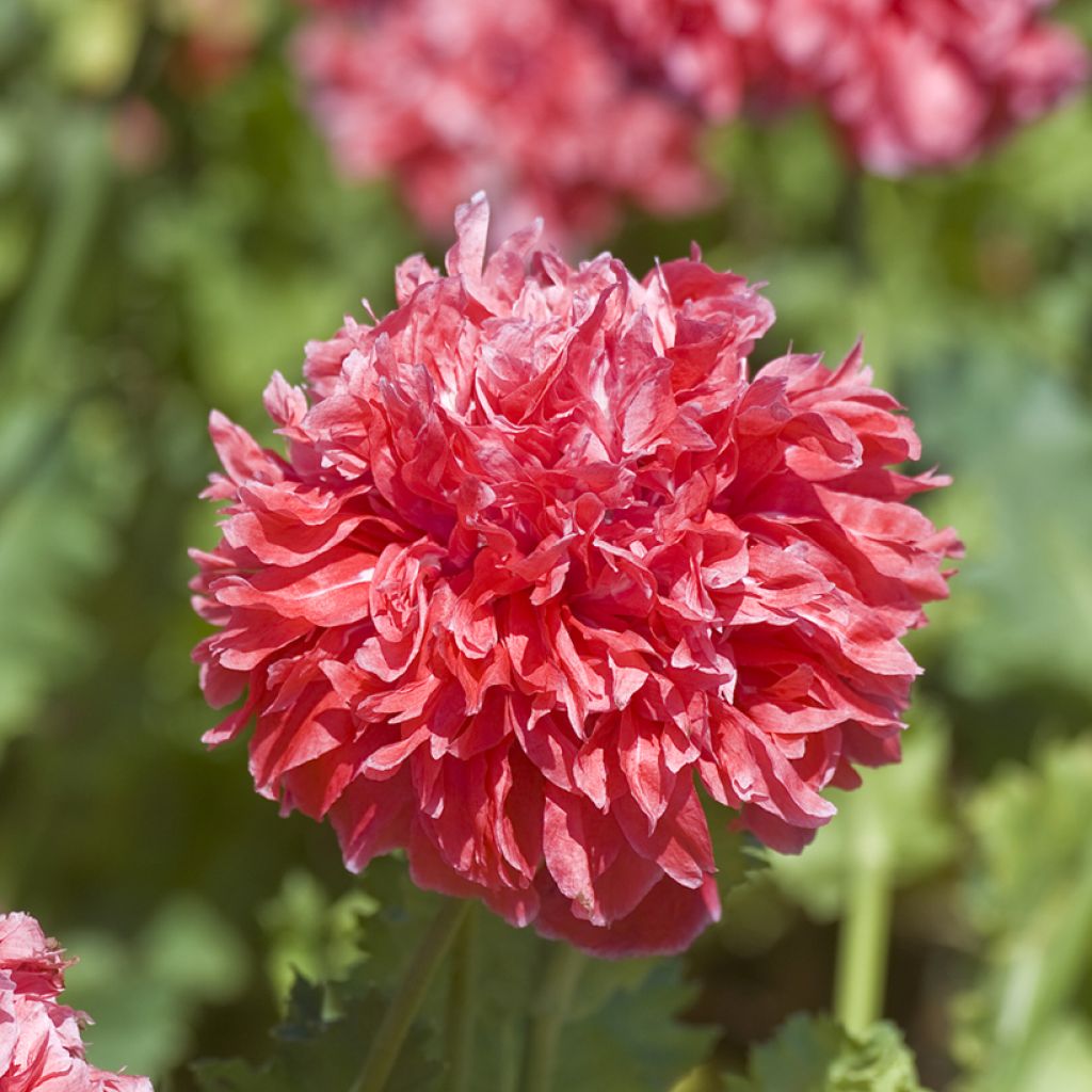 Graines de Pavot annuel Frosted Salmon - Papaver somniferum