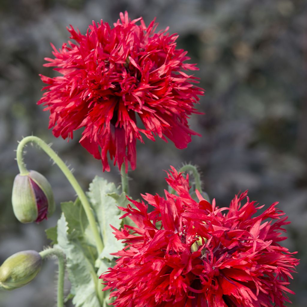 Graines de Pavot annuel Crimson Feathers - Papaver somniferum
