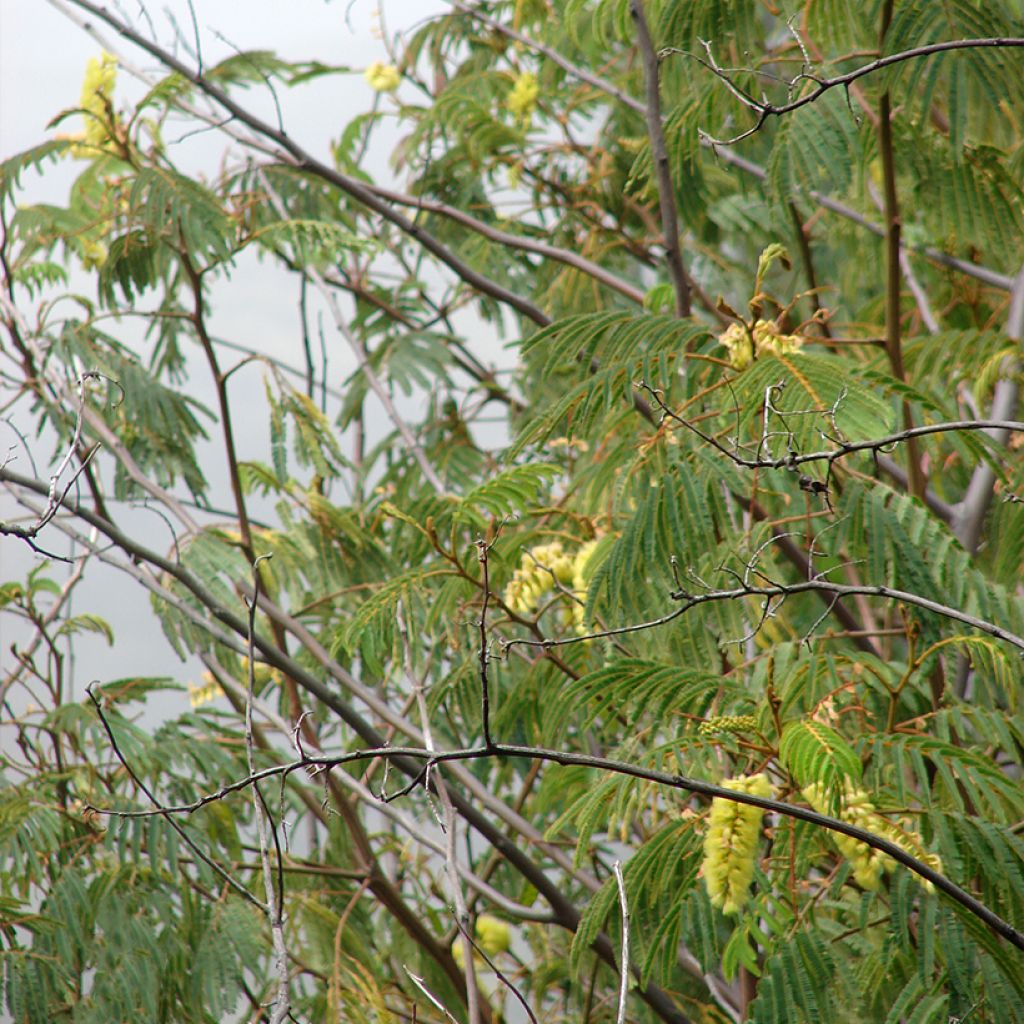 Paraserianthes lophantha - Albizzia - Acacia du Cap