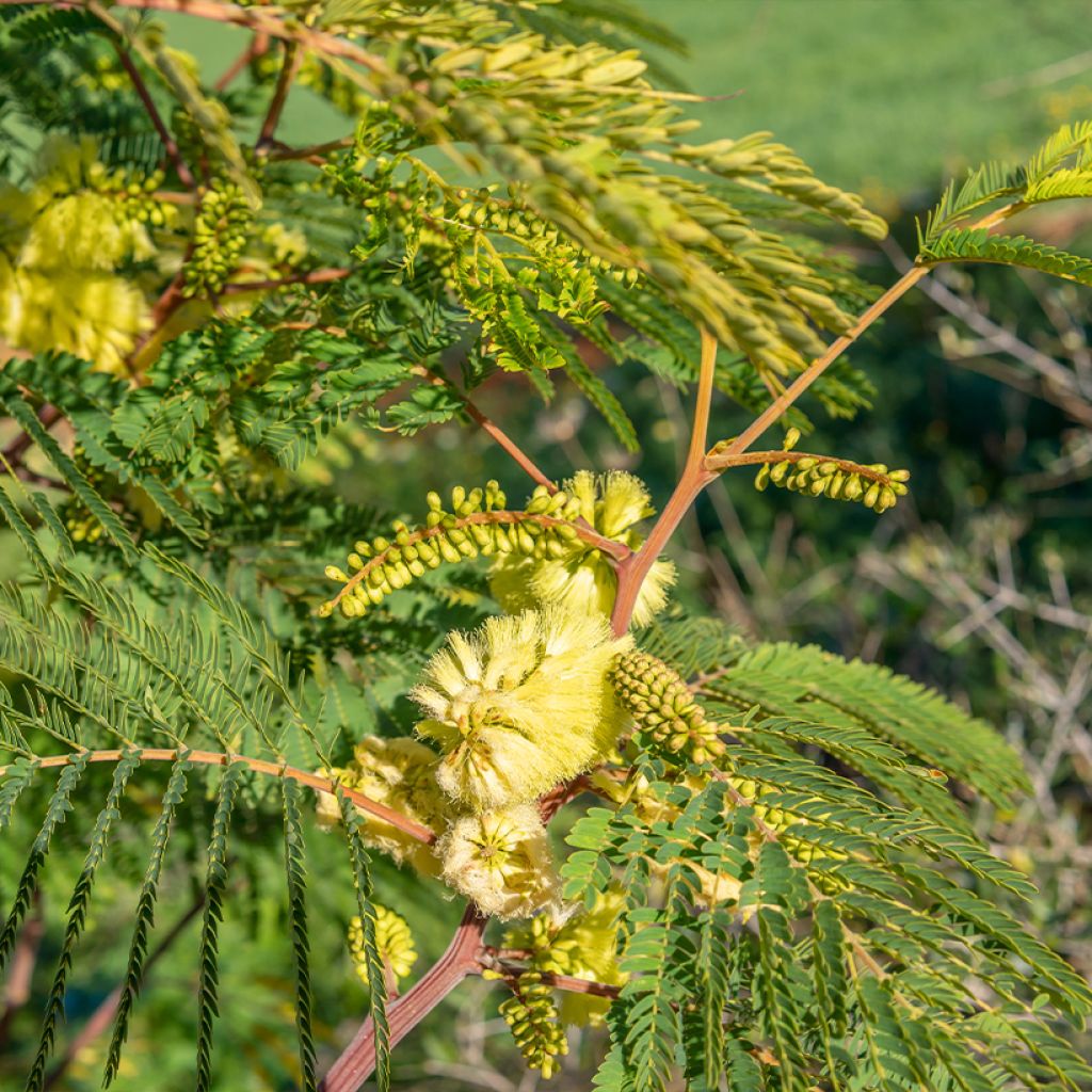 Paraserianthes lophantha - Albizzia - Acacia du Cap