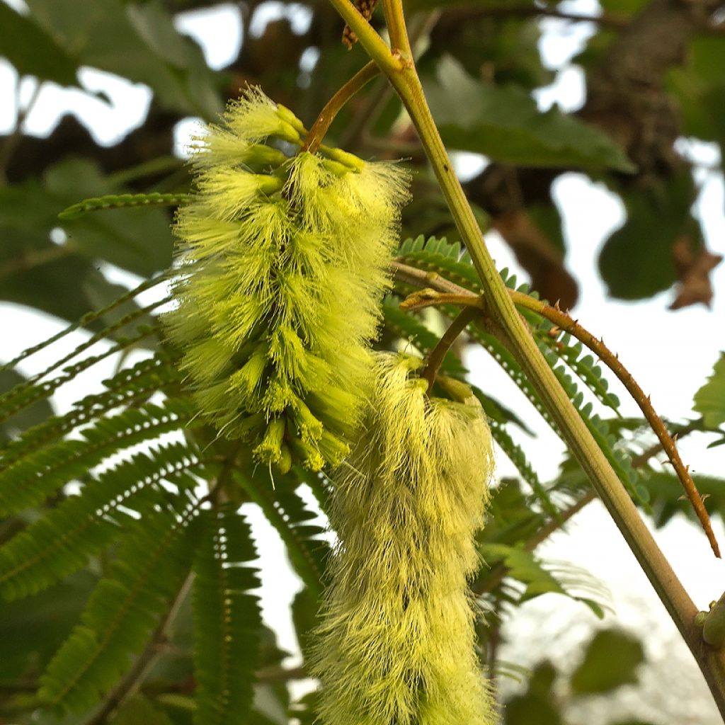 Paraserianthes lophantha - Albizzia - Acacia du Cap