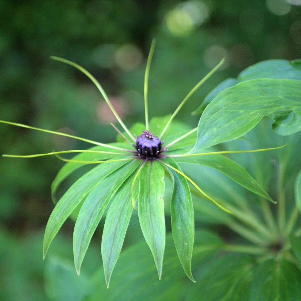 Paris polyphylla