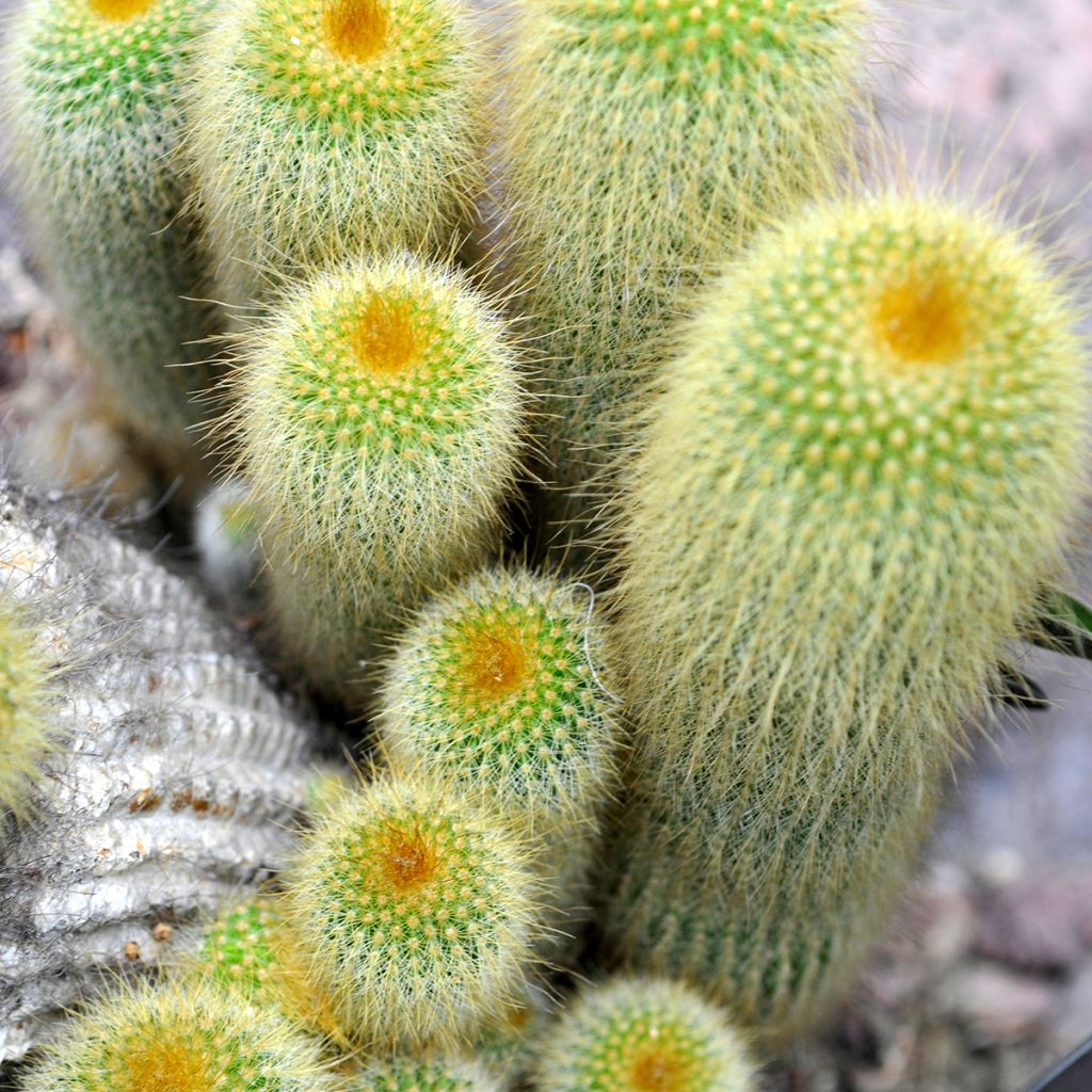 Parodia leninghausii - Notocactus leninghausii