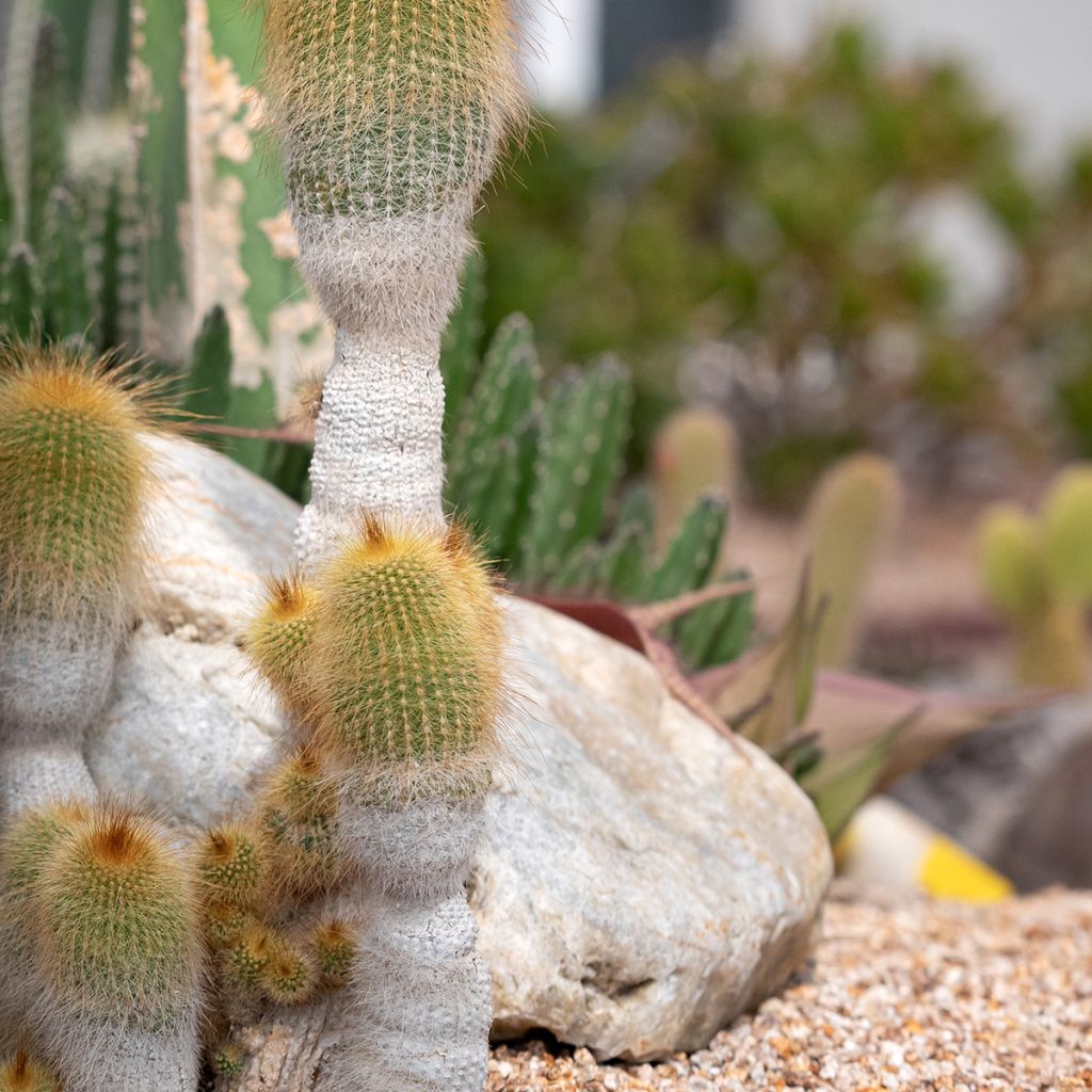 Parodia leninghausii - Notocactus leninghausii