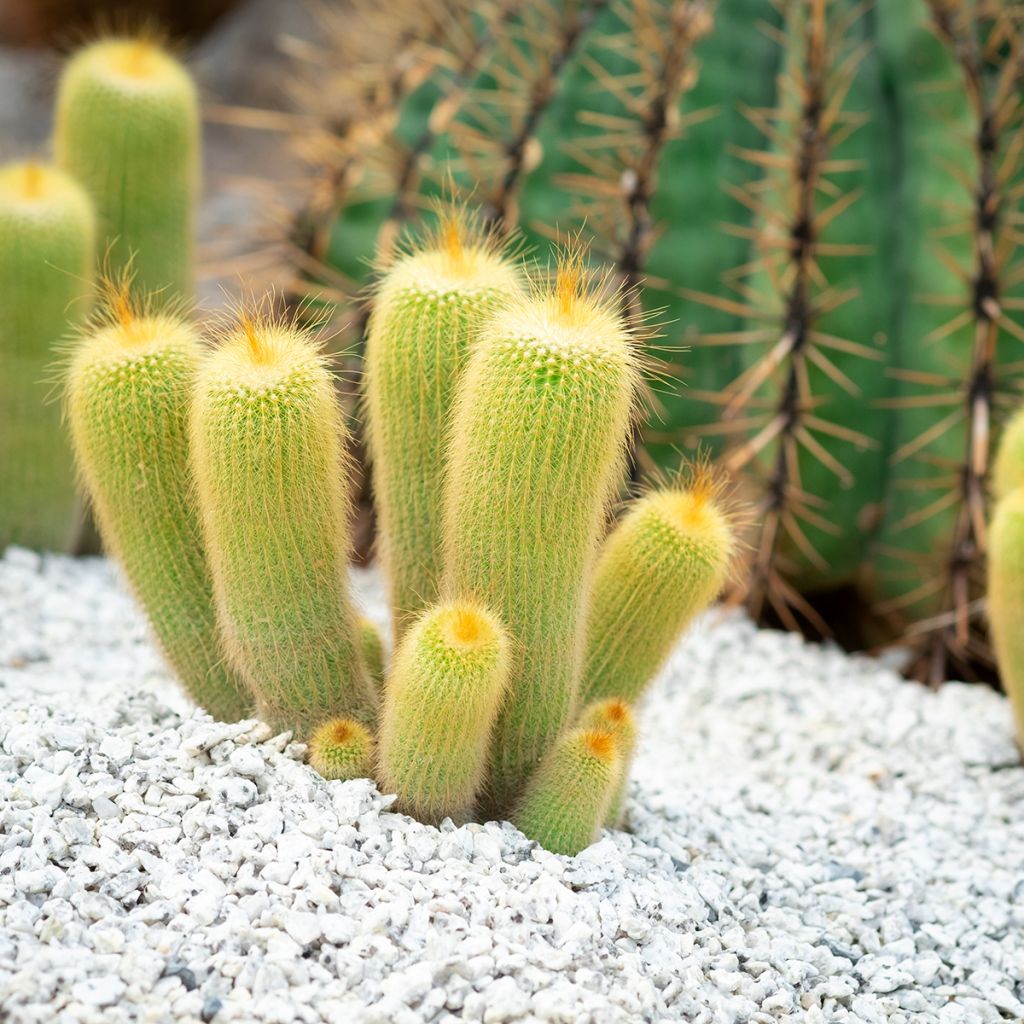 Parodia leninghausii - Notocactus leninghausii