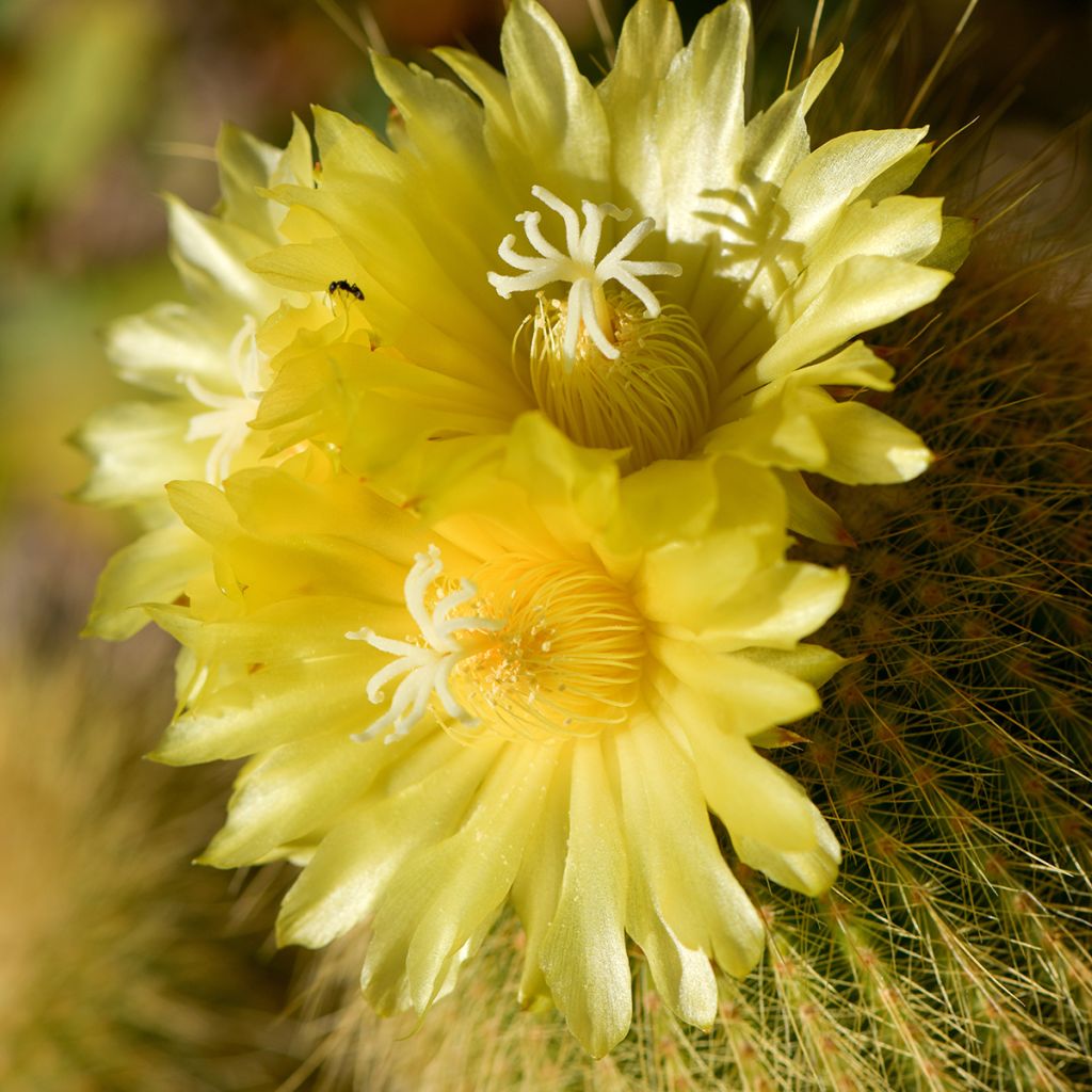 Parodia leninghausii - Notocactus leninghausii