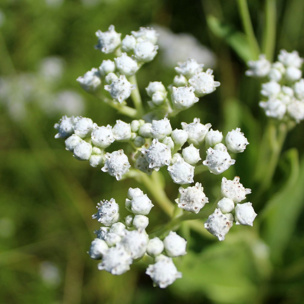 Parthenium integrifolium - Quinine sauvage