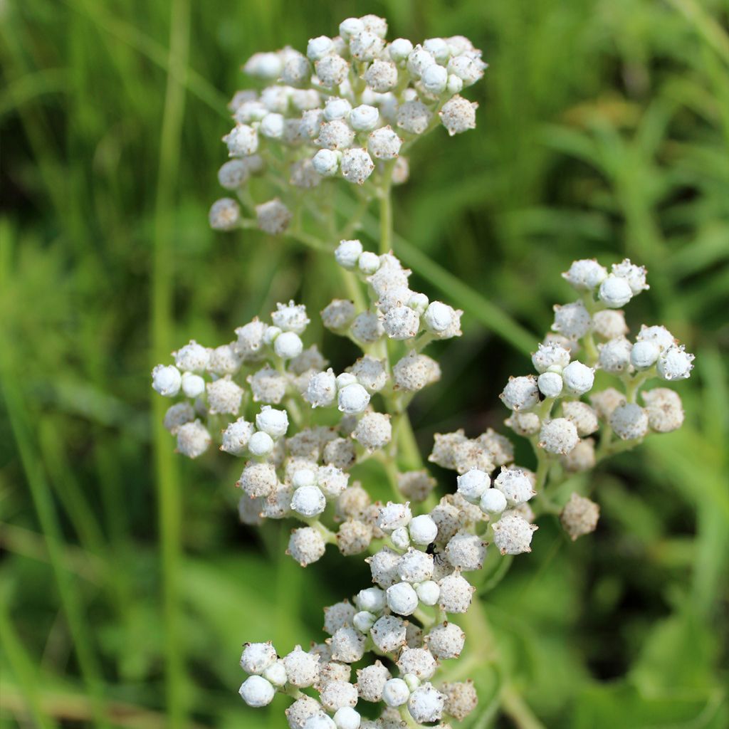 Parthenium integrifolium - Quinine sauvage