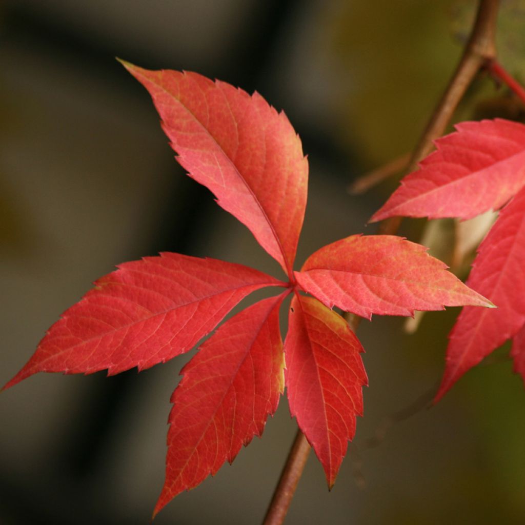 Vigne vierge - Parthenocissus quinquefolia Engelmannii