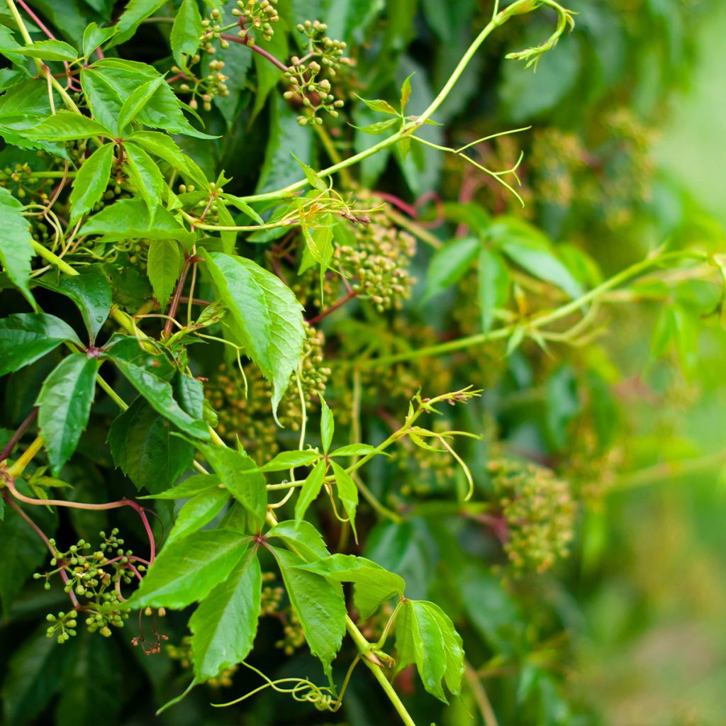Vigne vierge vraie, Vigne vierge de Virginie - Parthenocissus quinquefolia Murorum livré en hauteur 60/120 cm en pot de 3l/4l