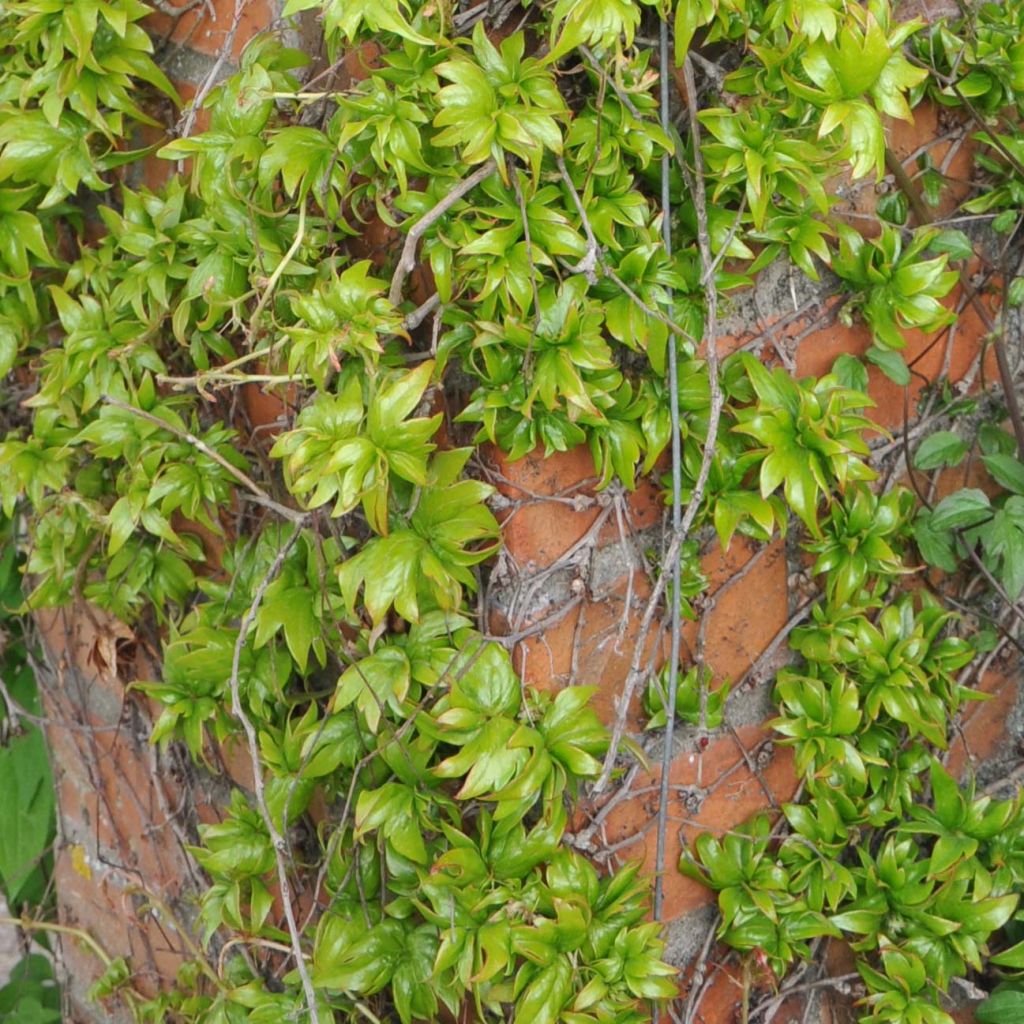 Vigne vierge - Parthenocissus tricuspidata Lowii