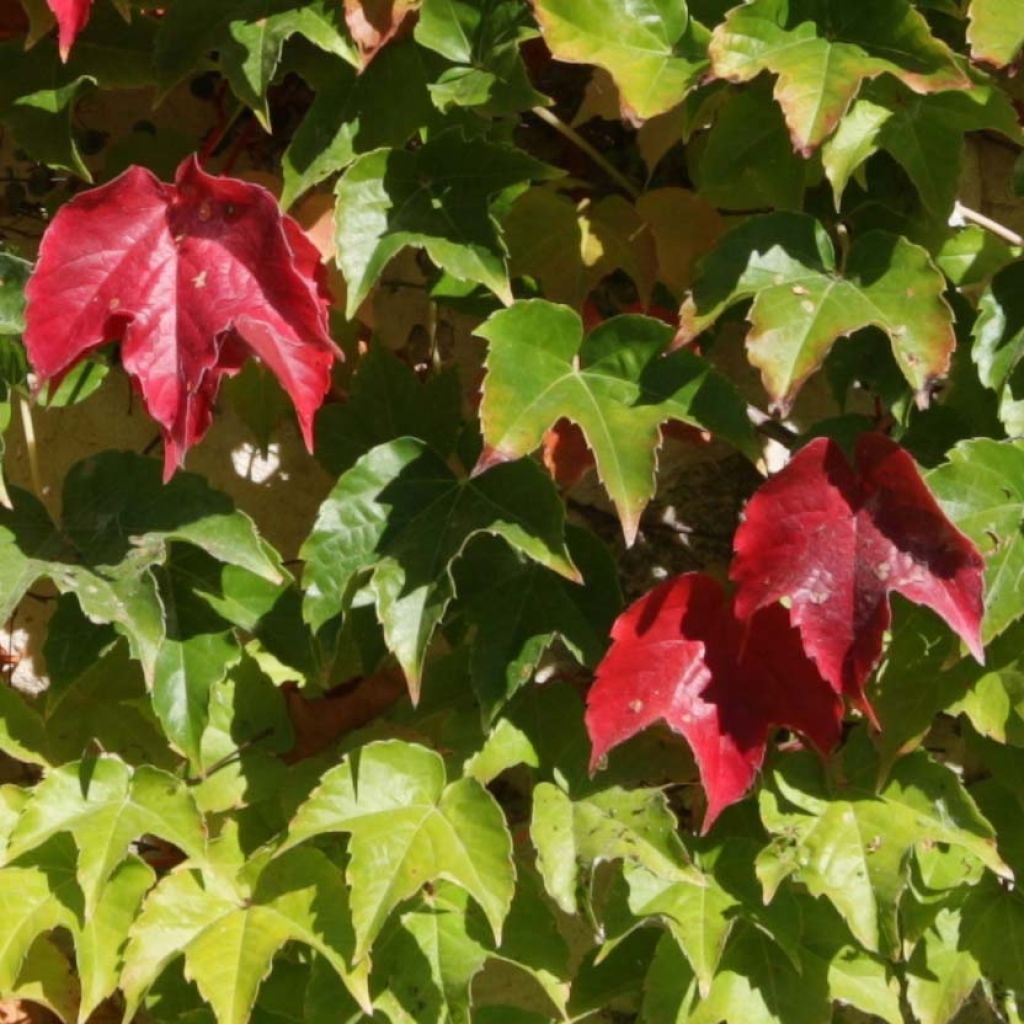 Vigne vierge - Parthenocissus tricuspidata Veitchii Robusta