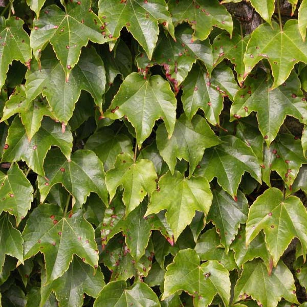 Vigne vierge - Parthenocissus triscupidata Veichtii