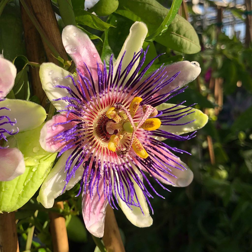 Passiflora allardii - Fleur de la Passion
