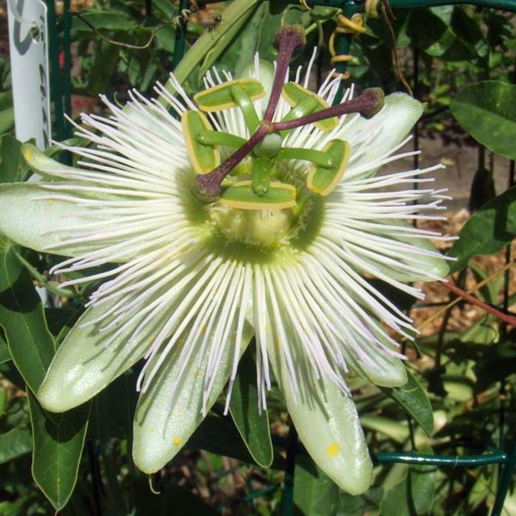 Passiflore Caerulea Constance Elliott, Fleur de la Passion blan