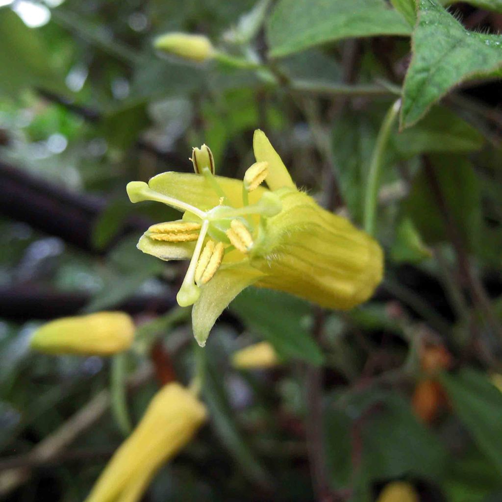 Passiflora citrina - Fleur de la passion