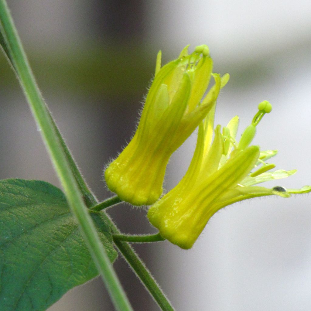 Passiflora citrina - Fleur de la passion