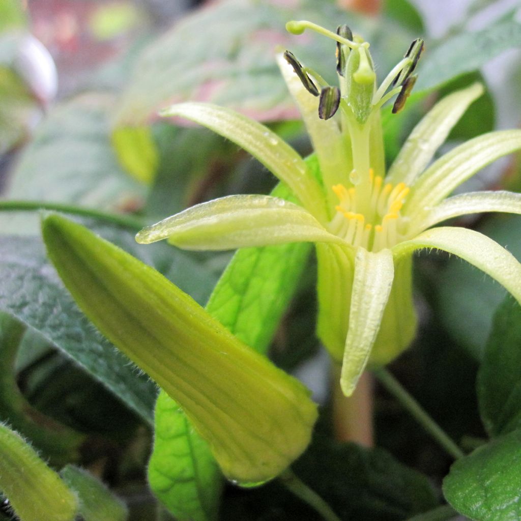 Passiflora citrina - Fleur de la passion