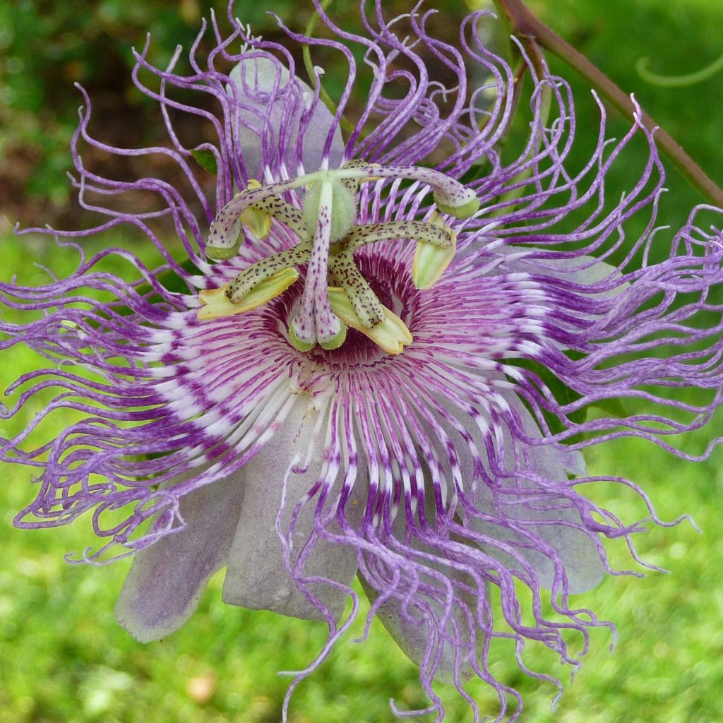 Tisane de Passiflore Bio - Passiflora incarnata - Plante coupée en