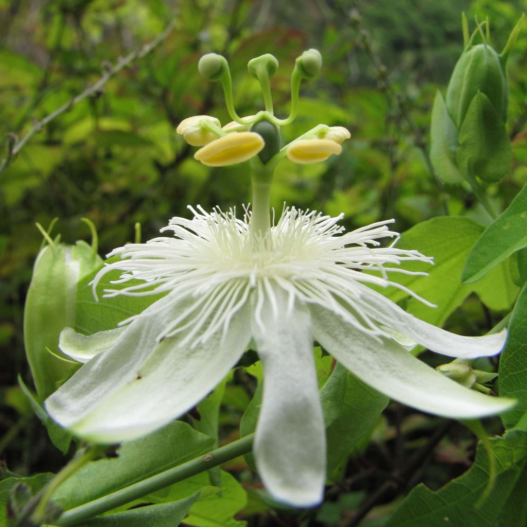 Passiflora subpeltata - Fleur de la Passion Blanche