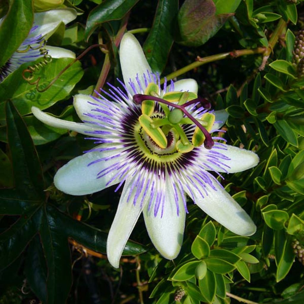 Passiflore Caerulea, Fleur de la Passion