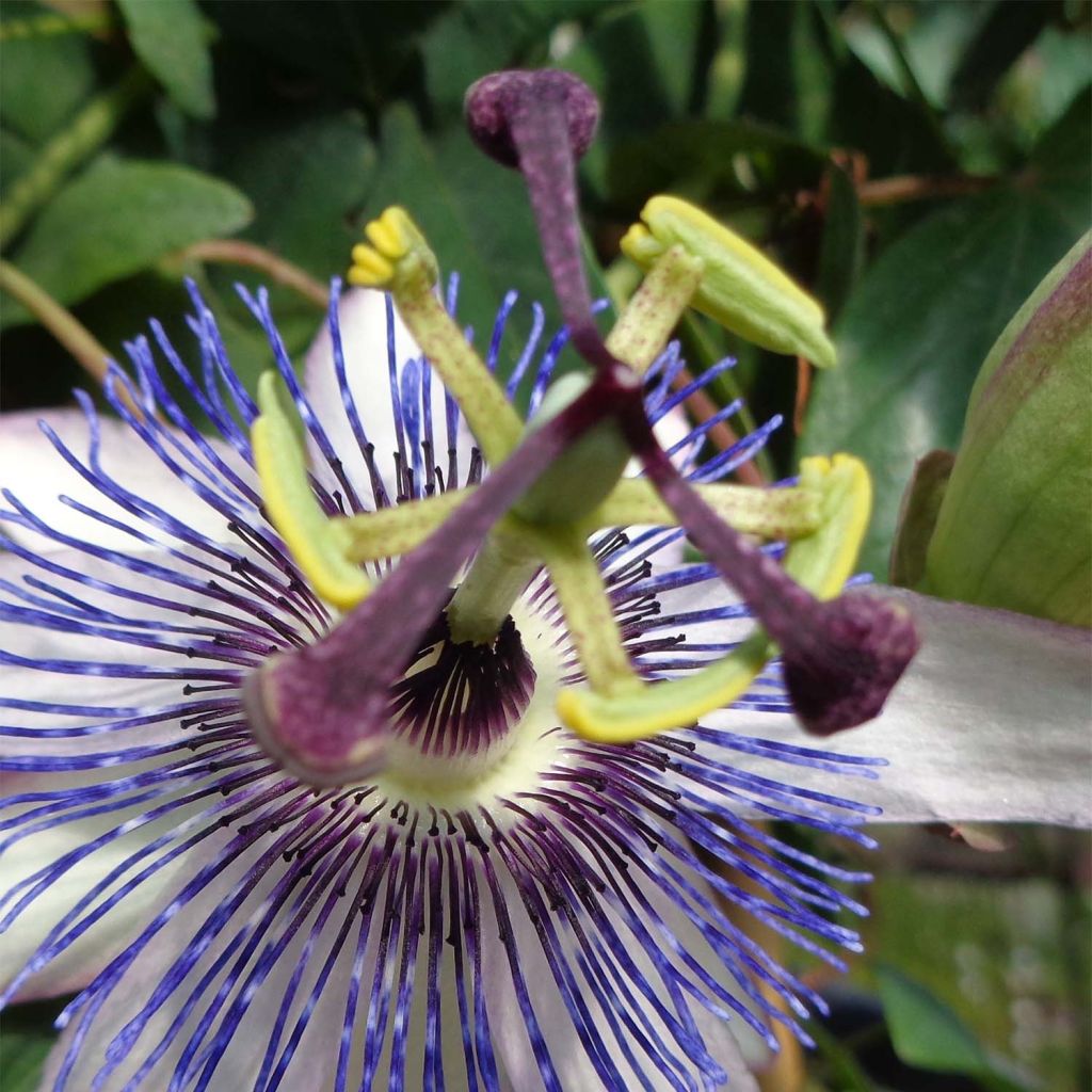 Passiflore Amethyst Blanche - Fleur de la Passion