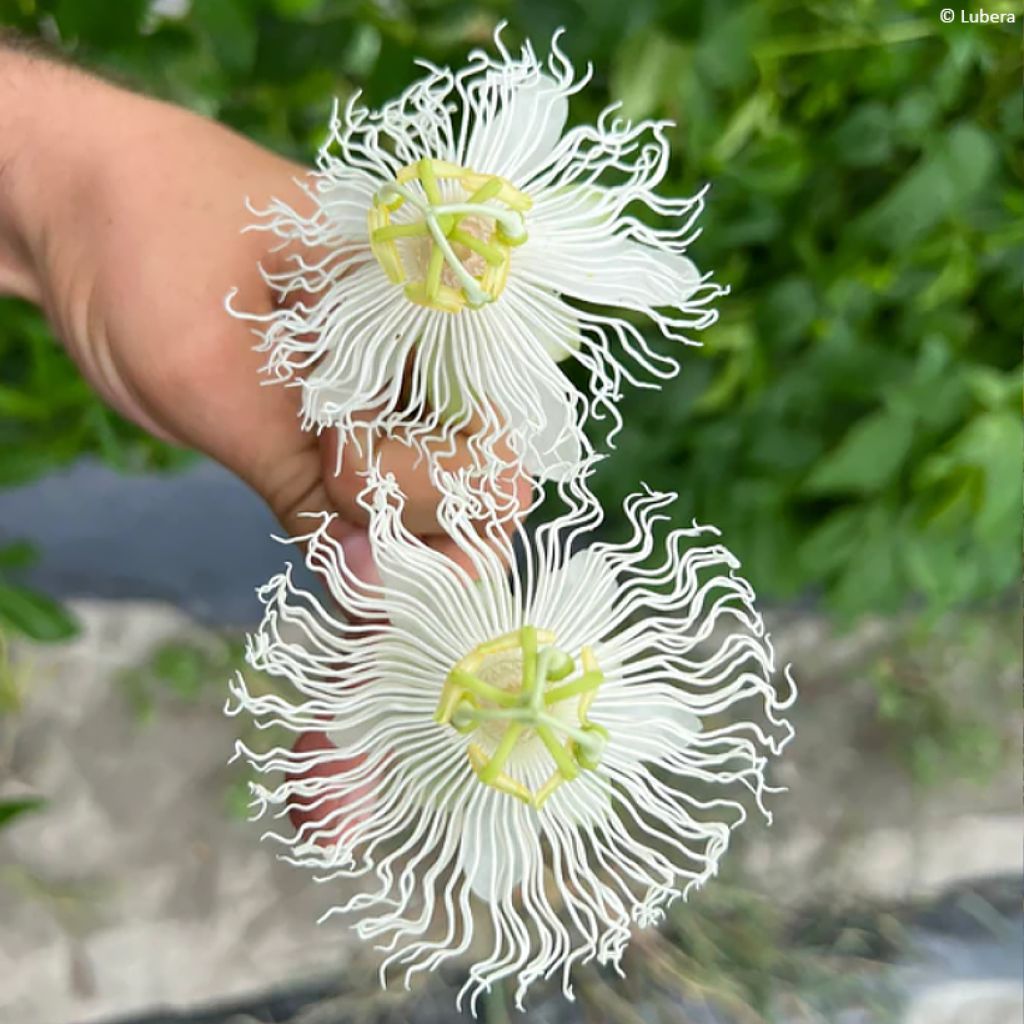 Passiflore Snow Star - Passiflora (x) incarnata