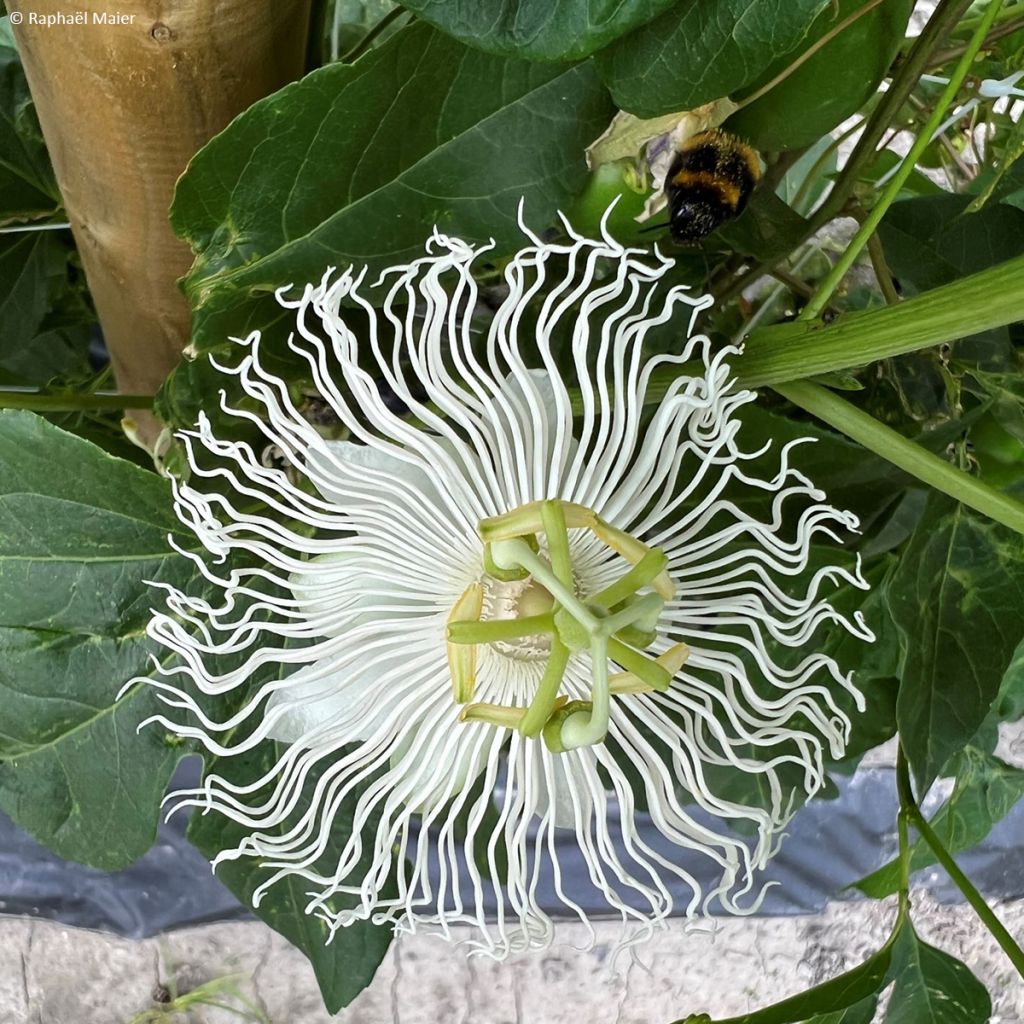 Passiflore Snow Star - Passiflora (x) incarnata