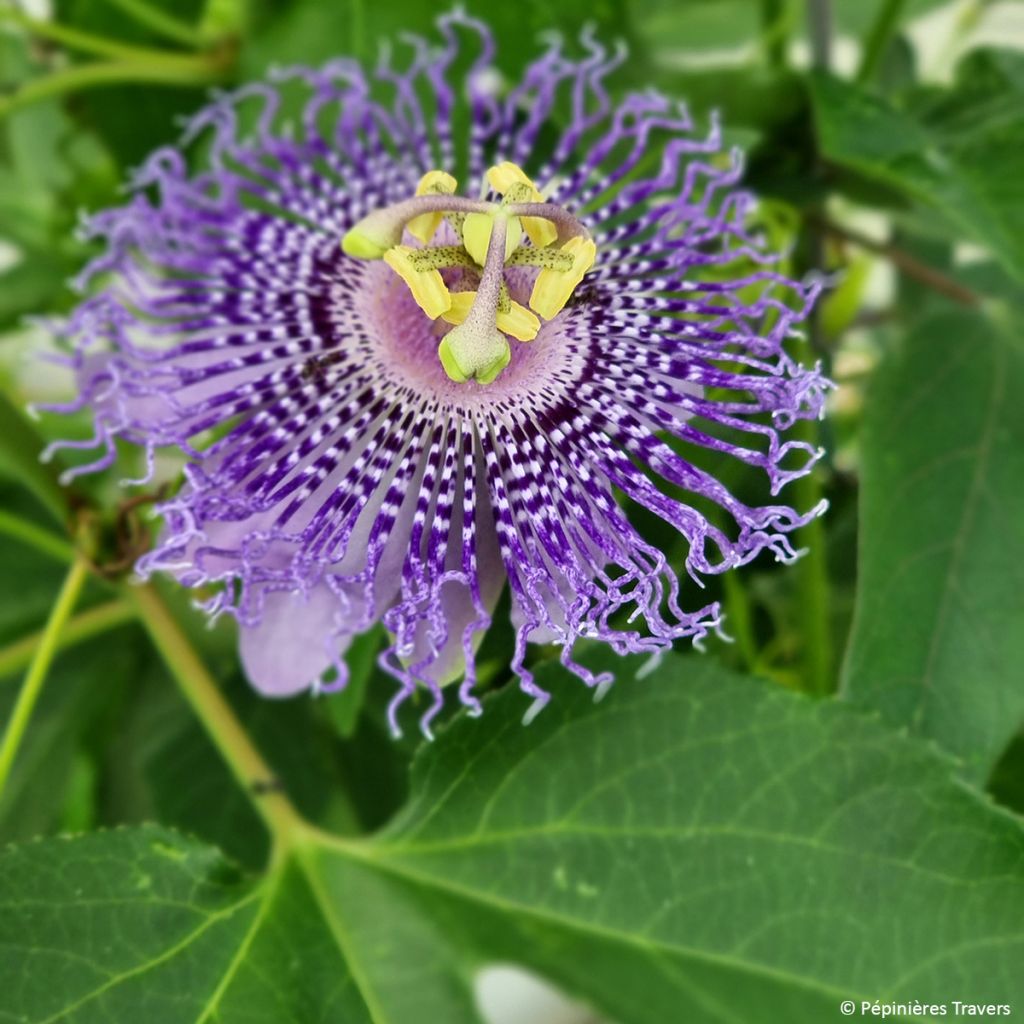 Passiflore Fata Confetto - Passiflora x incarnata