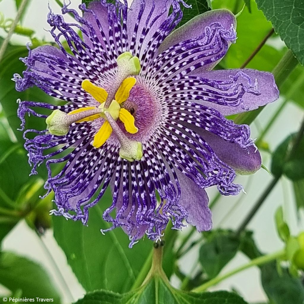 Passiflore Fata Confetto - Passiflora x incarnata