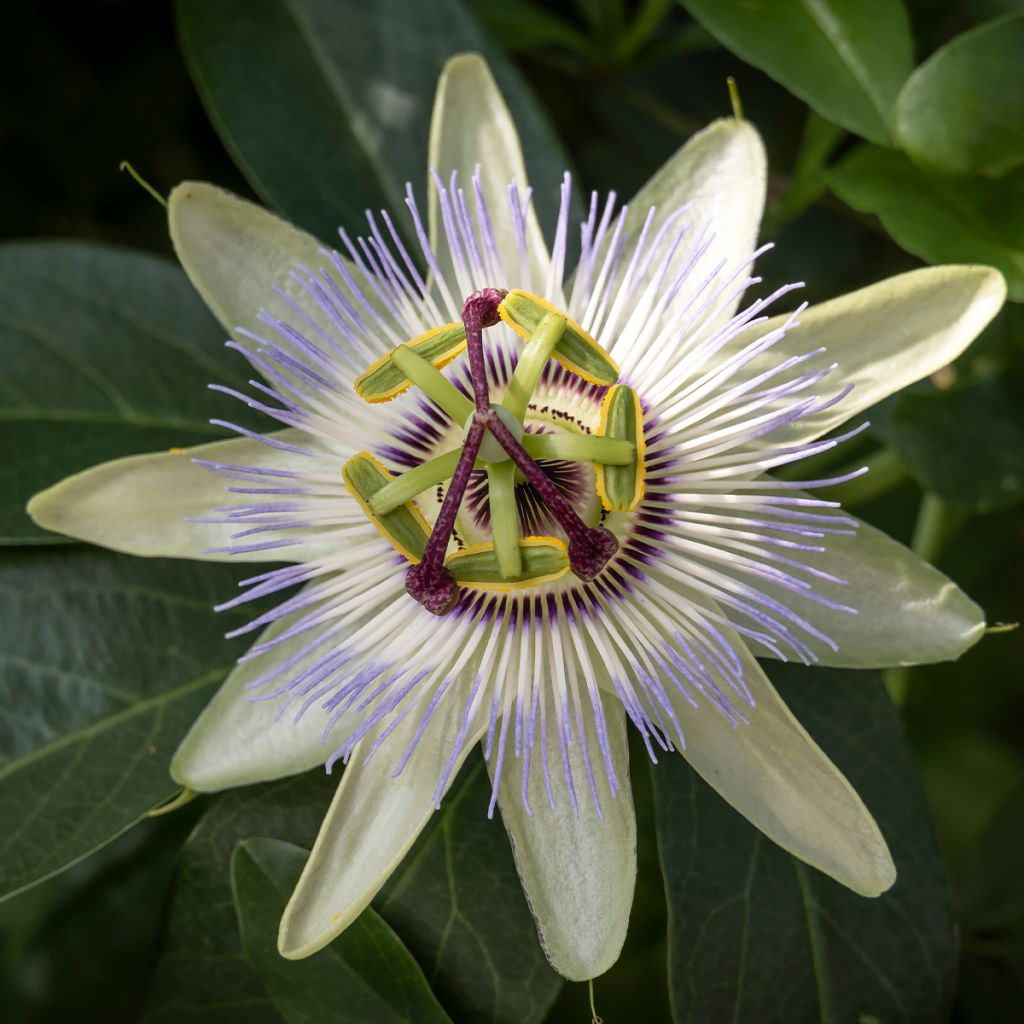 Quelle passiflore planter suivant votre région ? - Promesse de Fleurs