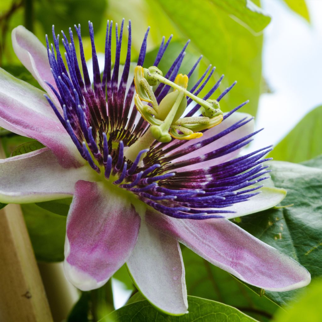 Passiflore - Passiflora Impératrice Eugénie