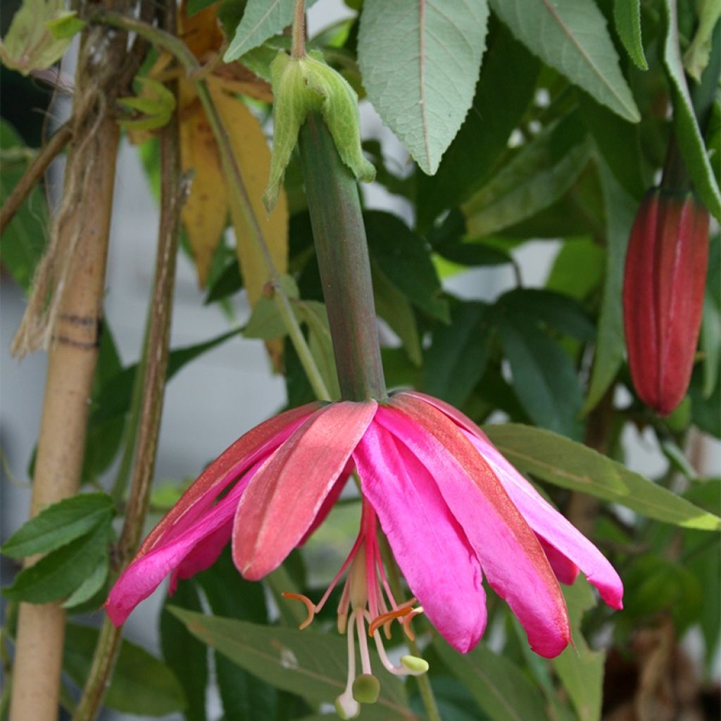 Passiflore - Passiflora (x) exoniensis