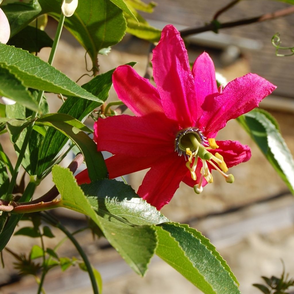 Passiflore - Passiflora (x) exoniensis