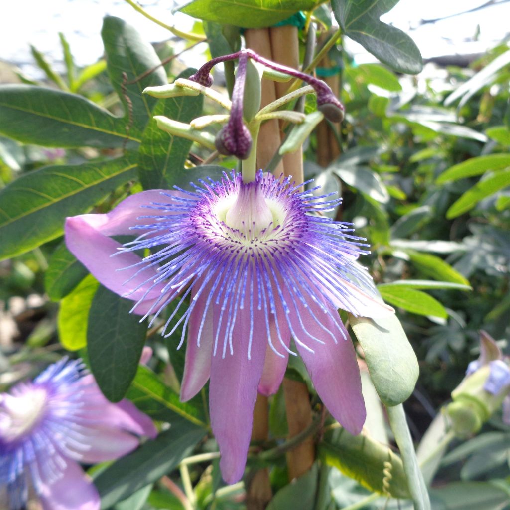 Passiflore Purple Passion - Fleur de la Passion aux fleurs mauve intense