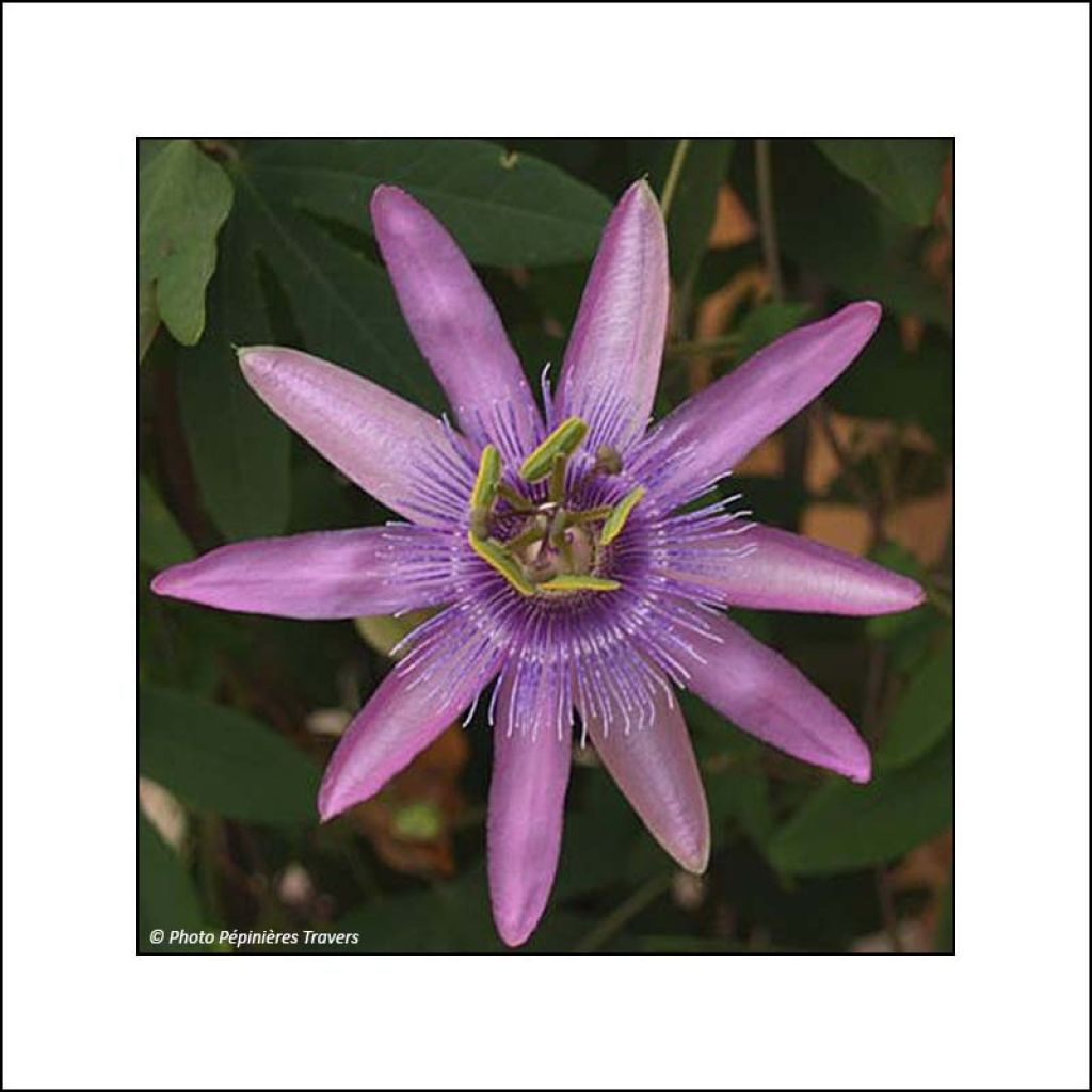 Passiflore Purple Passion - Fleur de la Passion