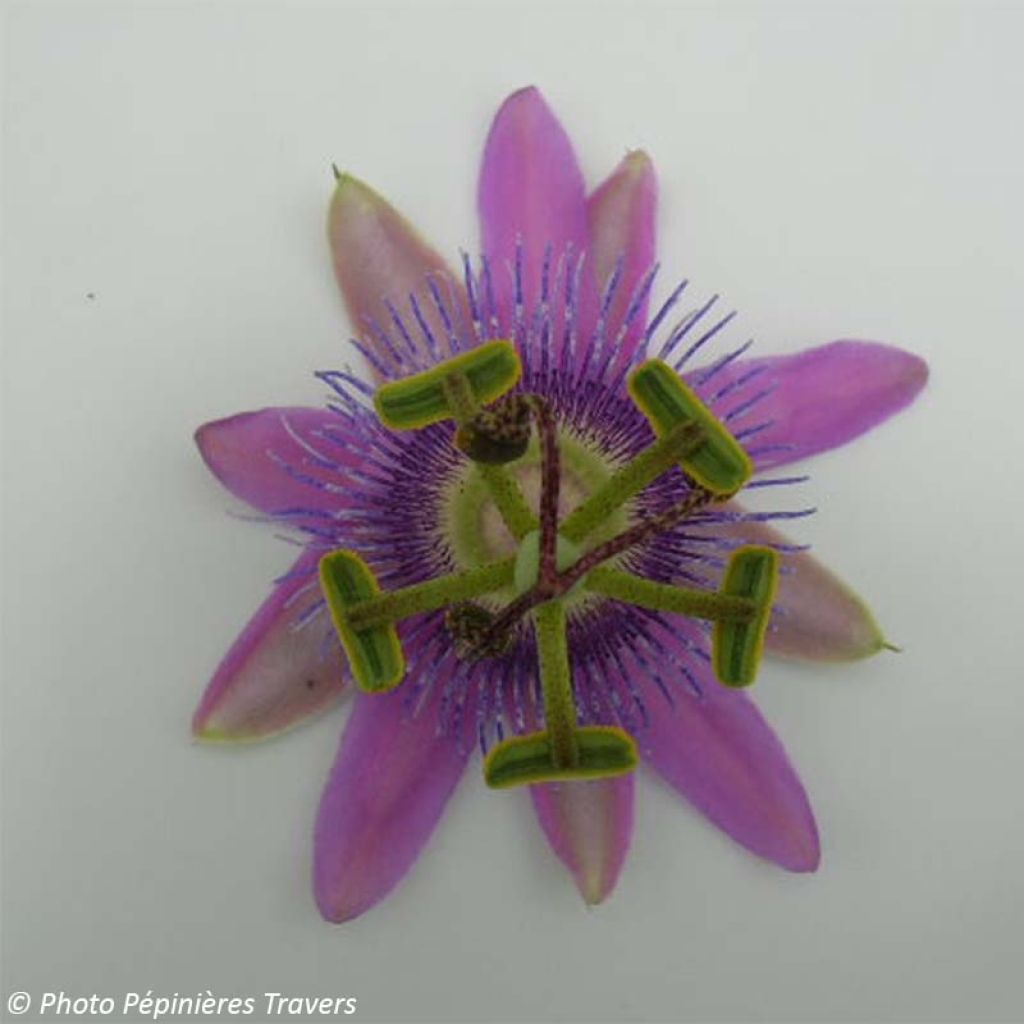 Passiflore Purple Passion - Fleur de la Passion