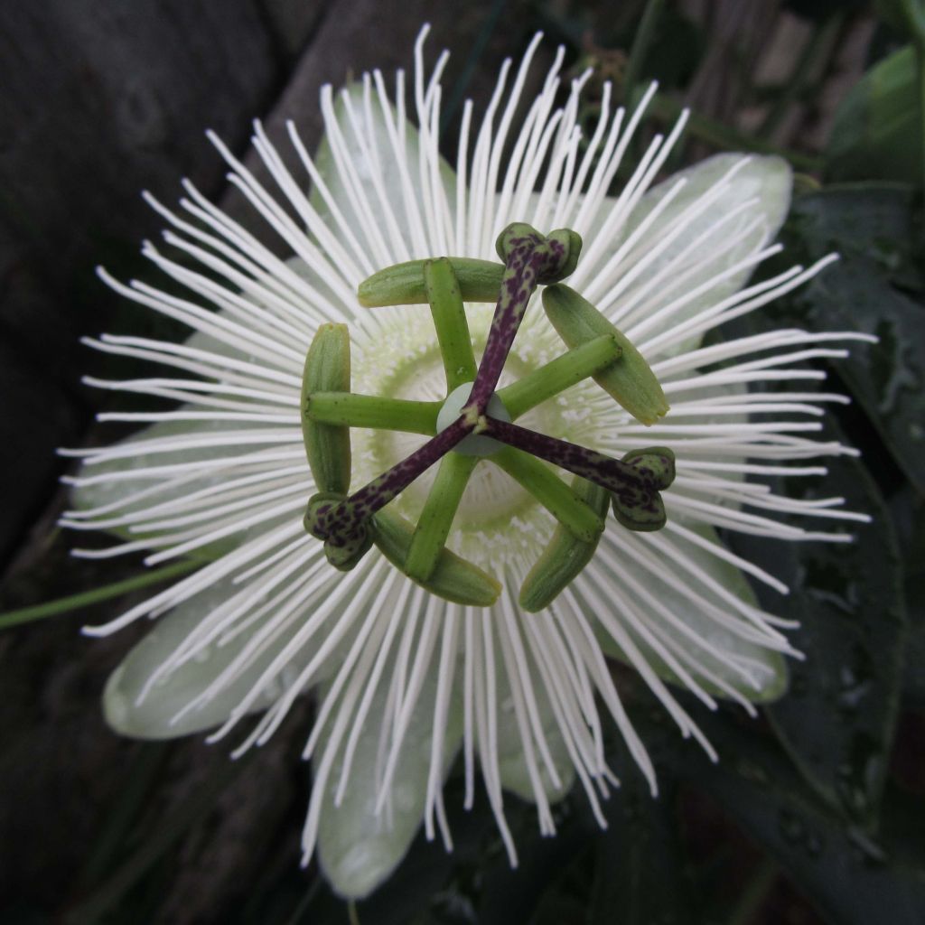 Passiflore Snow Queen