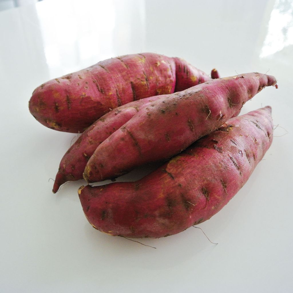 Patate douce Murasaki 29 en plants - Ipomoea batatas