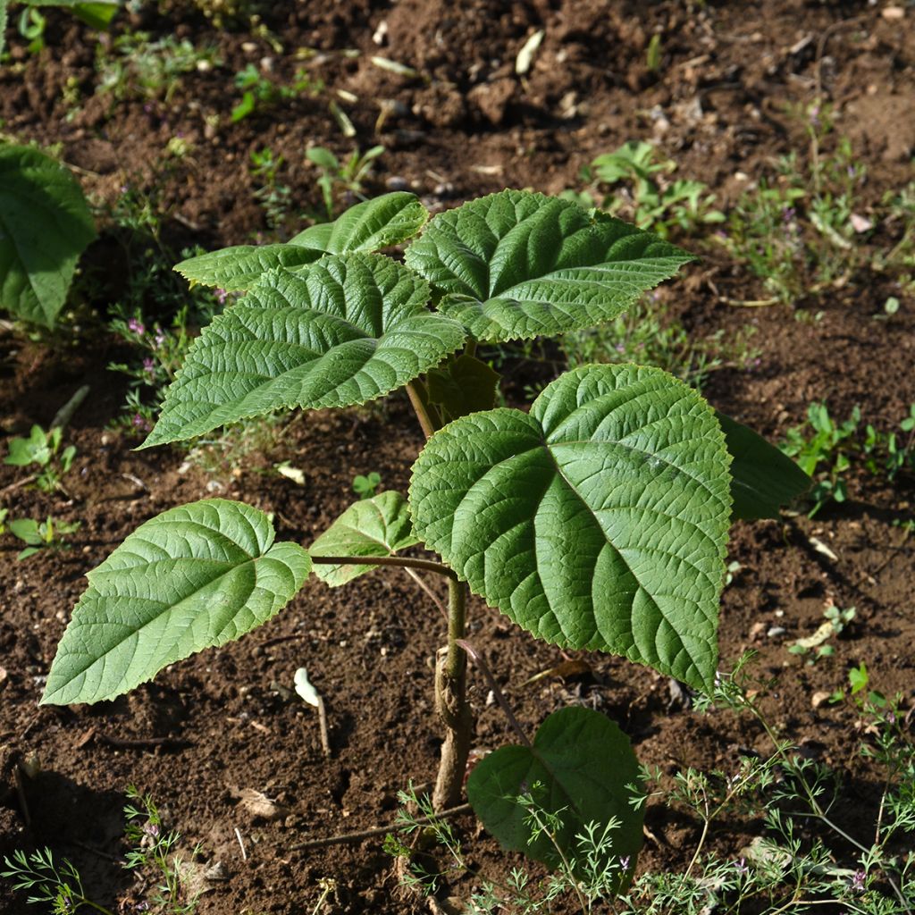 Paulownia elongata - Arbre impérial