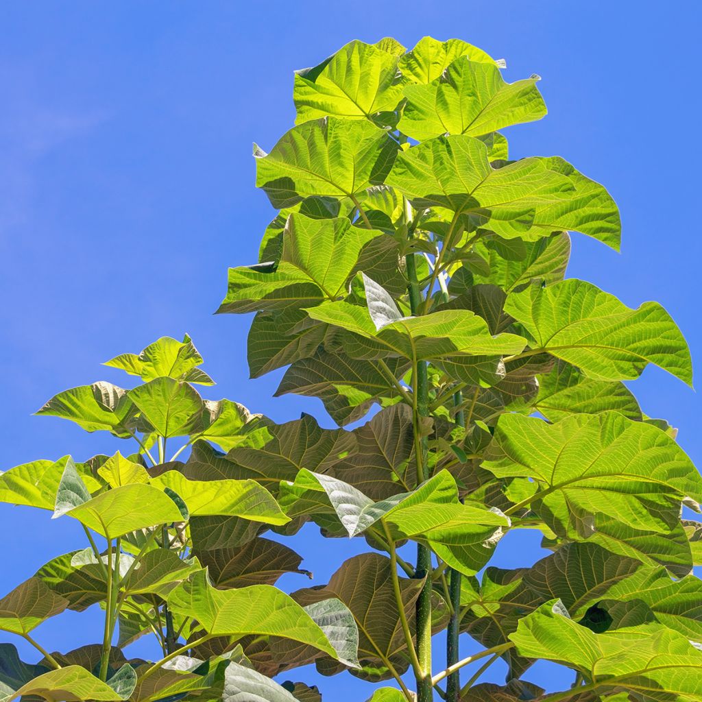 Paulownia elongata - Arbre impérial